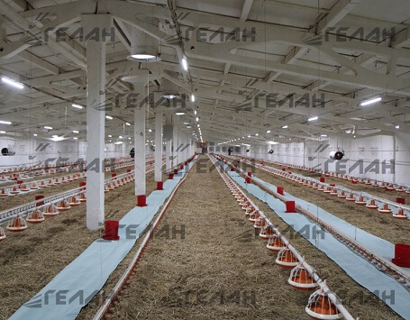 LED lighting for poultry farms