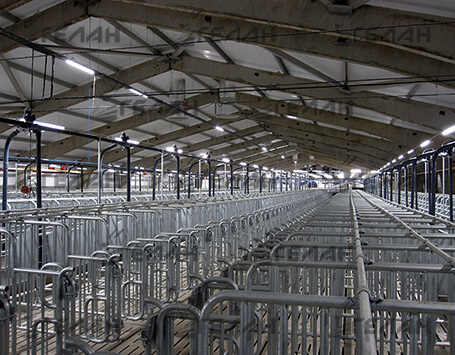 LED lighting system for a pig farm