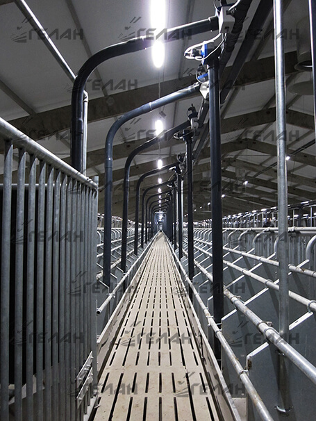 LED lighting for pig farms